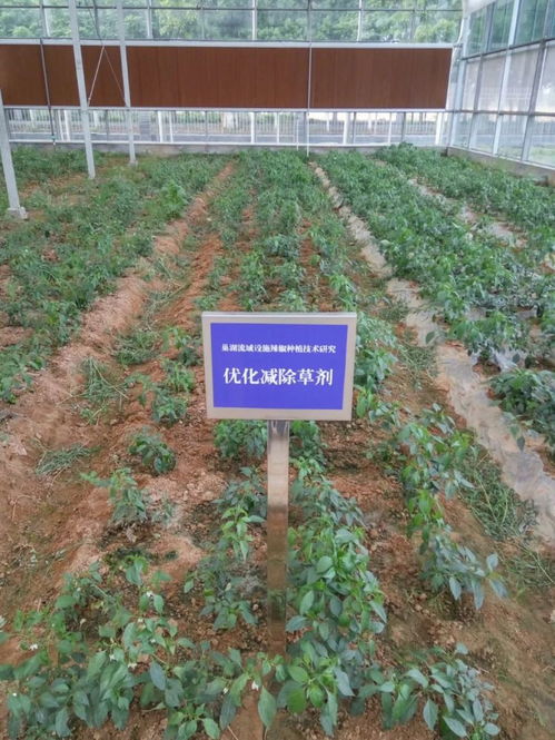 科技創(chuàng)新助力智慧農業(yè)發(fā)展 技術開發(fā)的前沿與應用